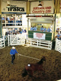 Gracemere Exhibition Complex - Accommodation BNB 0