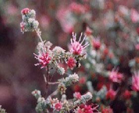 Burrendong Botanic Garden And Arboretum - Accommodation BNB 1