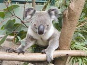 The Rockhampton Zoo - Accommodation BNB 1