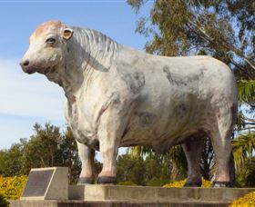 Rockhampton Bull Statues - Accommodation BNB 1
