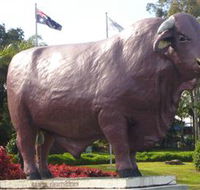 Rockhampton Bull Statues - Accommodation BNB