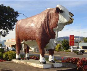 Rockhampton Bull Statues - Accommodation BNB 2