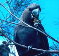Mount Archer National Park - Accommodation BNB