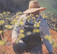 Canobolas Smith Winery - Accommodation BNB