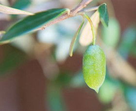 The Olive Shop - Milawa - Accommodation BNB 1