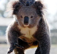 Koalas in Gunnedah - Accommodation BNB