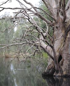 Wonga Wetlands - Accommodation BNB 3