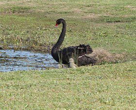 Wonga Wetlands - Accommodation BNB 6