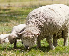 Short Sheep Micro-Winery - Accommodation BNB 6