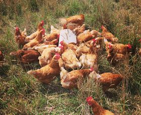 Ravens Creek Farm - Accommodation BNB 6
