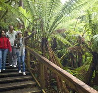 Otway Fly Treetop Adventures - Accommodation BNB