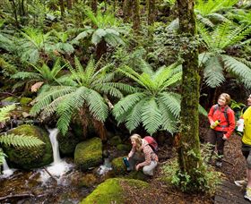 Baw Baw National Park - Accommodation BNB 0