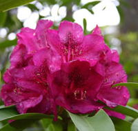 Campbell Rhododendron Gardens - Accommodation BNB