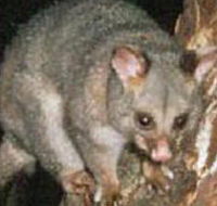 Moondarra State Park - Accommodation BNB
