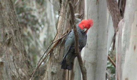 Kanangra-Boyd Lookout - Accommodation BNB 1