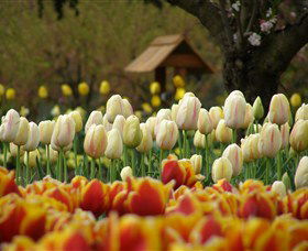 Tulip Top Gardens - Accommodation BNB 0