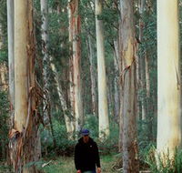 Blue Gum Forest - Accommodation BNB
