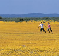 Wildflowers of the Mid West - Accommodation BNB