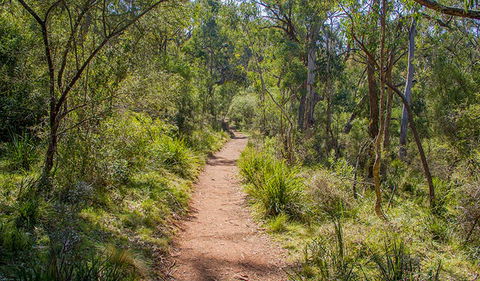 Mares Forest Creek Walking Track - Accommodation BNB 0