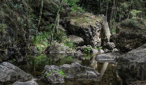 Mares Forest Creek Walking Track - Accommodation BNB 1