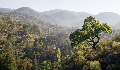 Mares Forest Creek Walking Track - Accommodation BNB 3