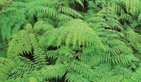 Boonoo Boonoo National Park - Accommodation BNB 1