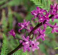 Cassinia walking track - Accommodation BNB