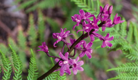 Cassinia Walking Track - Accommodation BNB 0