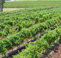 Pokolbin Brothers Wines Hunter Valley - Accommodation BNB