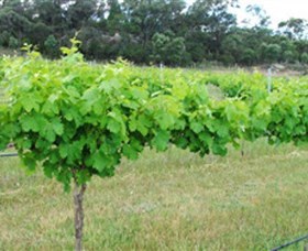 Tamburlaine Organic Wines - Accommodation BNB 1