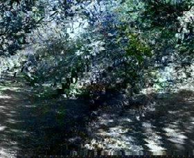 Cave Creek Walking Track - Accommodation BNB 3