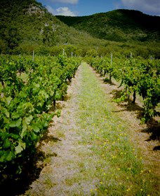Gartelmann Wines - Accommodation BNB 0