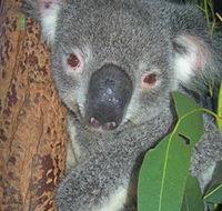 Hunter Valley Zoo - Accommodation BNB