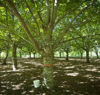 Sassafras Nuts - Accommodation BNB