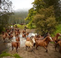 Glenworth Valley Horse Riding - Accommodation BNB