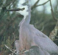 Jack Smith Lake State Game Reserve - Accommodation BNB