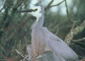Jack Smith Lake State Game Reserve - Accommodation BNB 0