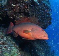 Anchor Bommie Dive Site - Accommodation BNB