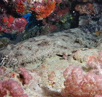 Lighthouse Bommies Dive Site - Accommodation BNB