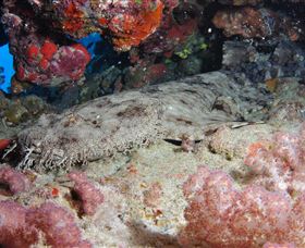 Lighthouse Bommies Dive Site - Accommodation BNB 0