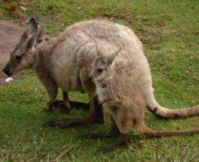 Forest Of Tranquillity - Australian Rainforest Sanctuary - Accommodation BNB 1