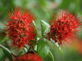 Hervey Bay Botanic Gardens - Accommodation BNB 2