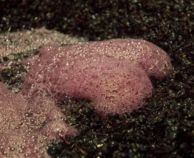 East Gippsland Wines - Accommodation BNB 3