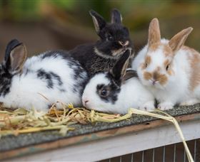Amazement Farm And Fun Park / Cafe And Farmstay Accommodation - Accommodation BNB 2