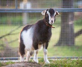 Amazement Farm And Fun Park / Cafe And Farmstay Accommodation - Accommodation BNB 3