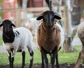 Amazement Farm And Fun Park / Cafe And Farmstay Accommodation - Accommodation BNB 4