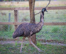 Amazement Farm And Fun Park / Cafe And Farmstay Accommodation - Accommodation BNB 6