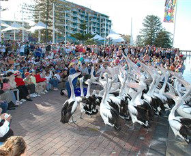 Pelican Feeding - Accommodation BNB 0