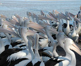 Pelican Feeding - Accommodation BNB 2