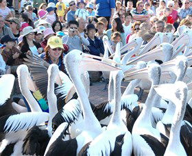 Pelican Feeding - Accommodation BNB 1